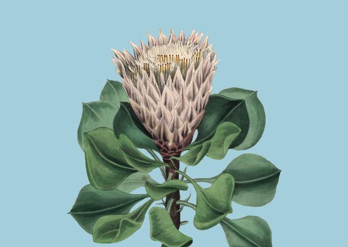 【蔵直Ⓡワイン定期便】１１月うま得白白コース