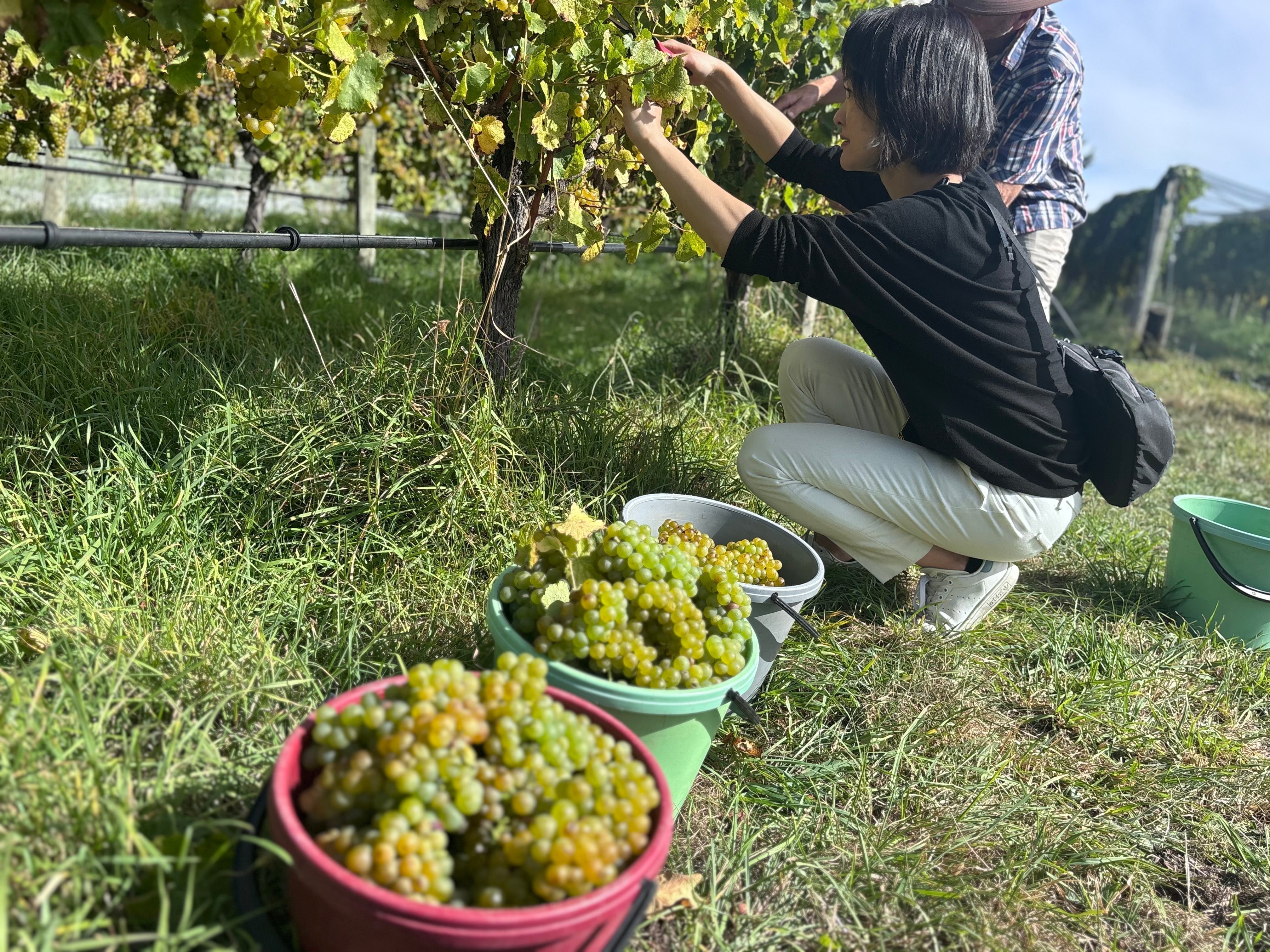 【蔵直Ⓡワイン定期便】4月スィートワインコース