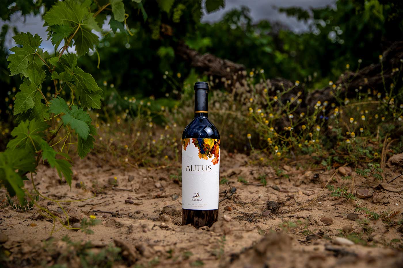 【蔵直Ⓡワイン定期便】１２月マスター・オブ・蔵直🄬赤ワインコース