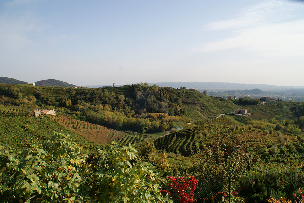 【蔵直Ⓡワイン定期便】2月うま得赤白コース