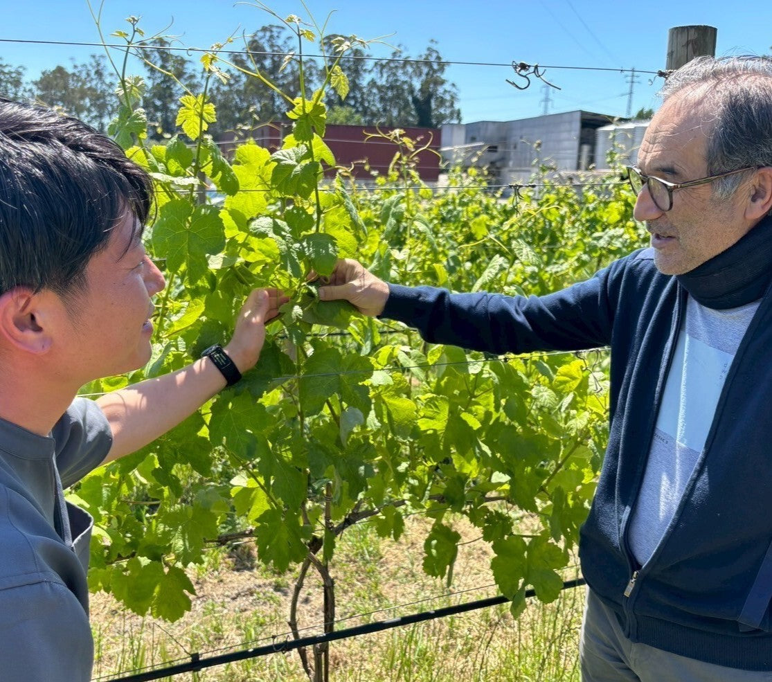 シュワっと爽やか！微発泡ワイン