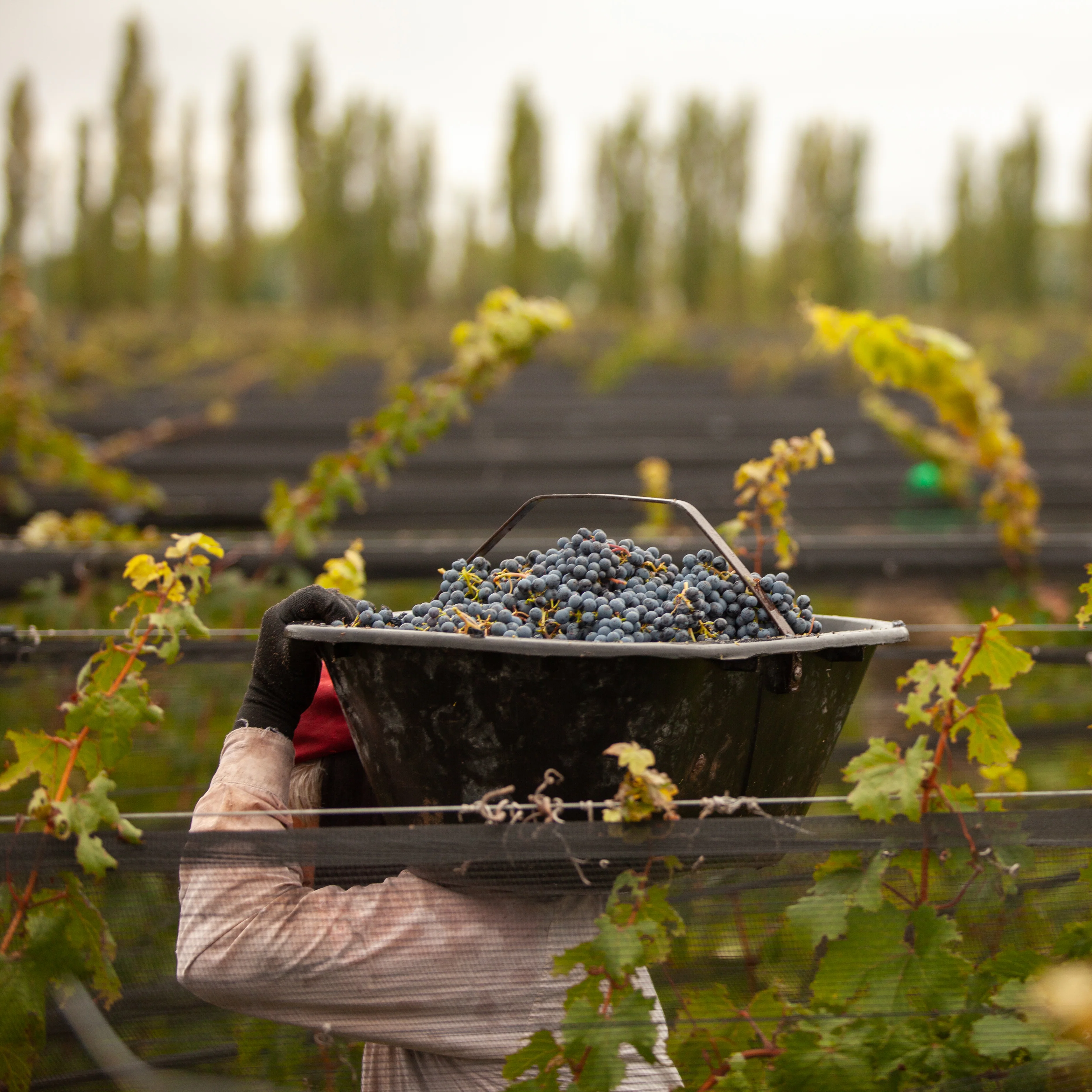 パチェコ・ペレダ ファミリア・デ・ヴィノス マルベック