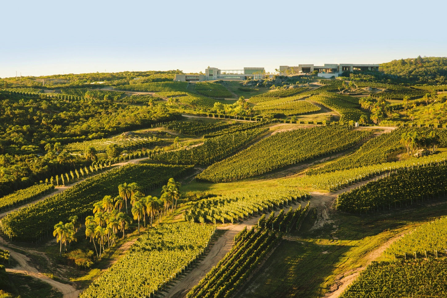 【池袋店】ウルグアイの新星「ガルソン」来日！蔵直🄬ワイン物語フェスタ