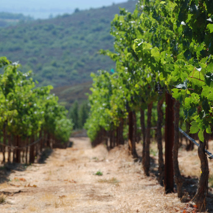 アメリカ ヘイヴンズ・ワイナリー