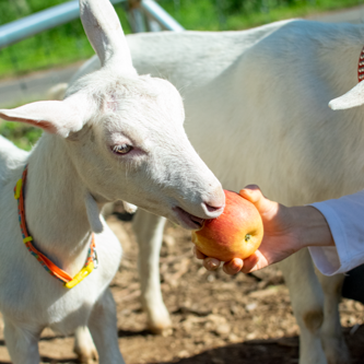 マリコ・ロマーナ 70g【要クール便】