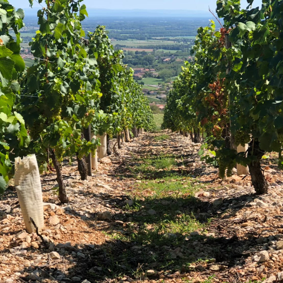 フランス ジャン・ミラン