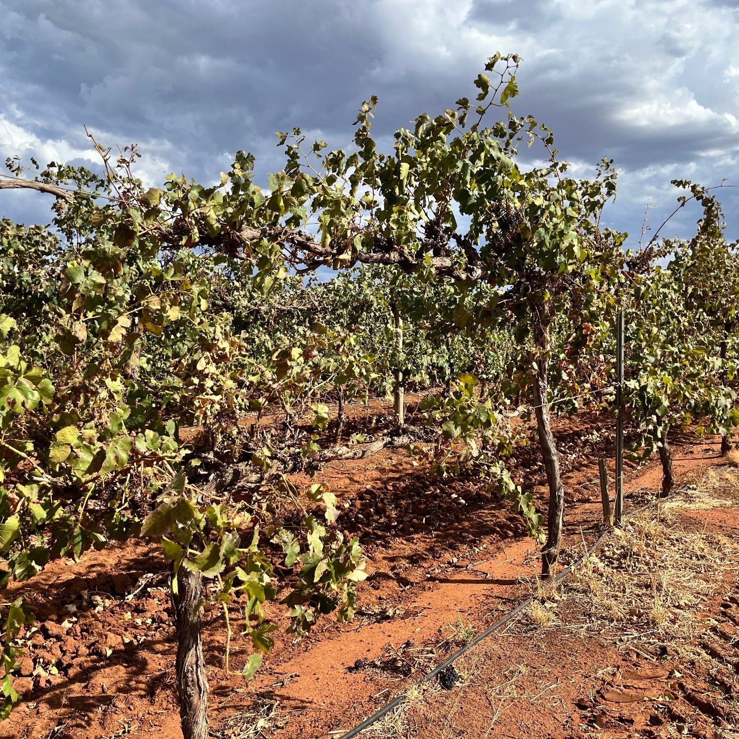 オーストラリア カラブリア・ファミリー・ワインズ