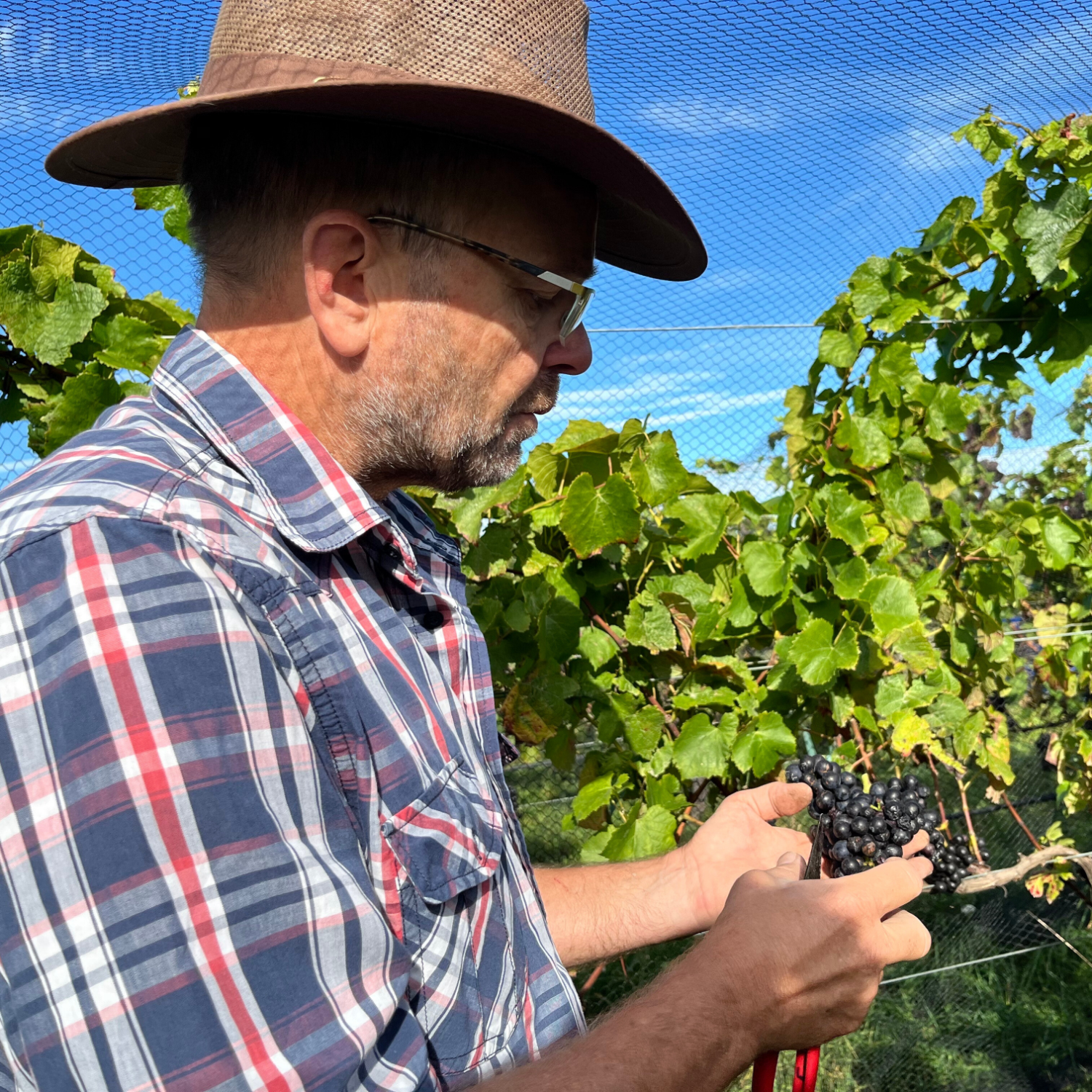 テ マニア シラー