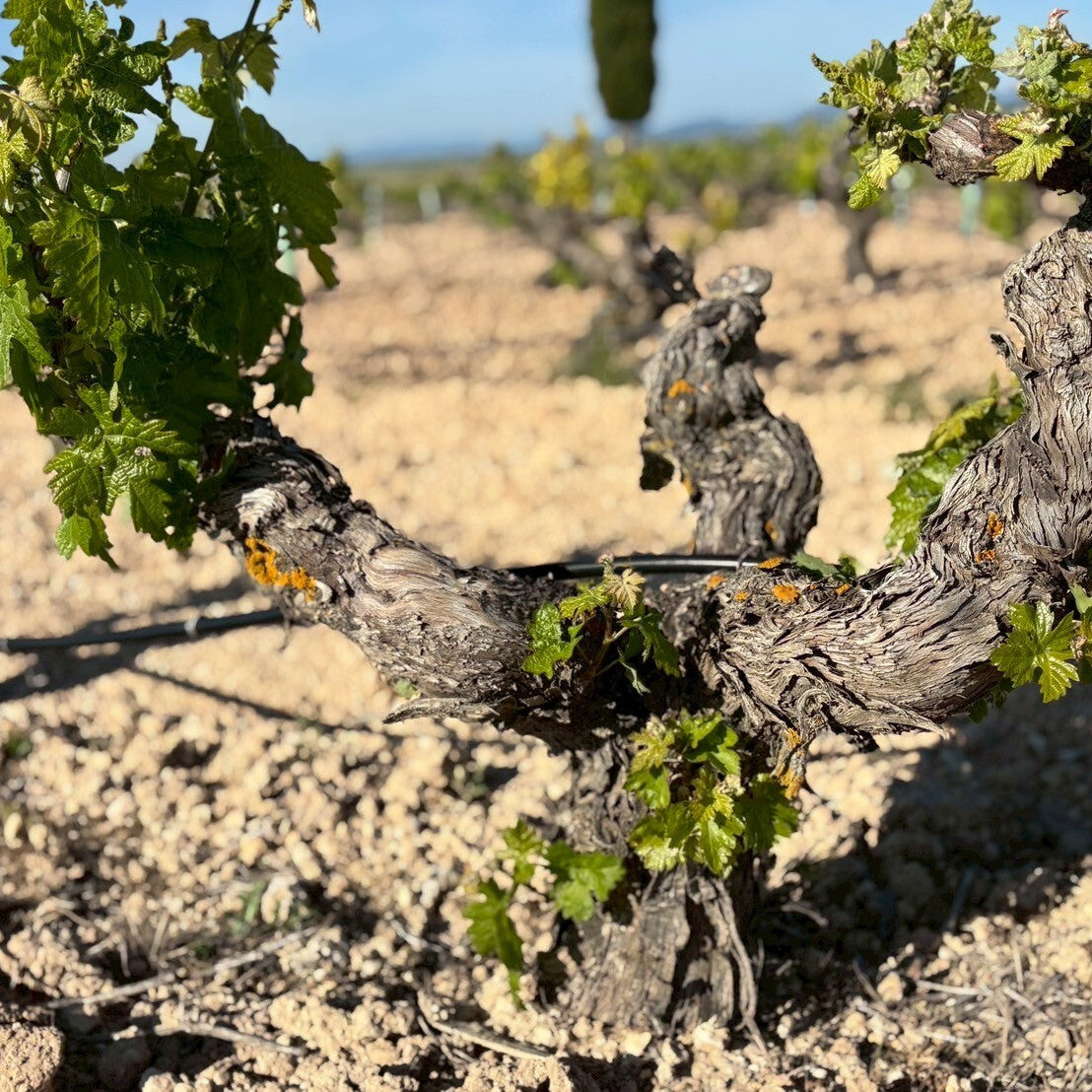 パゴ デ バルバス