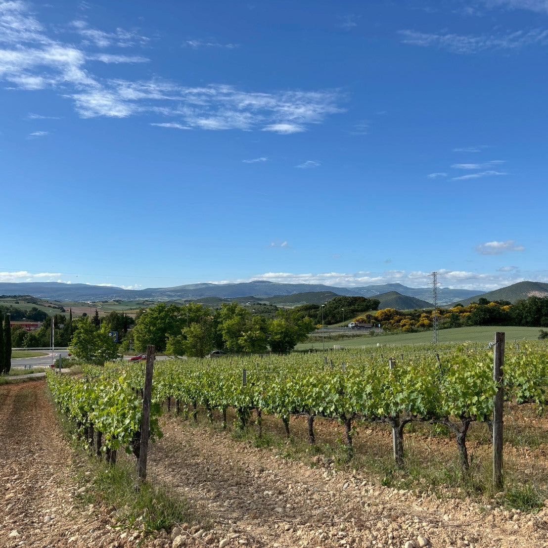 【WEB限定商品】タンデム　カスアル ロサート