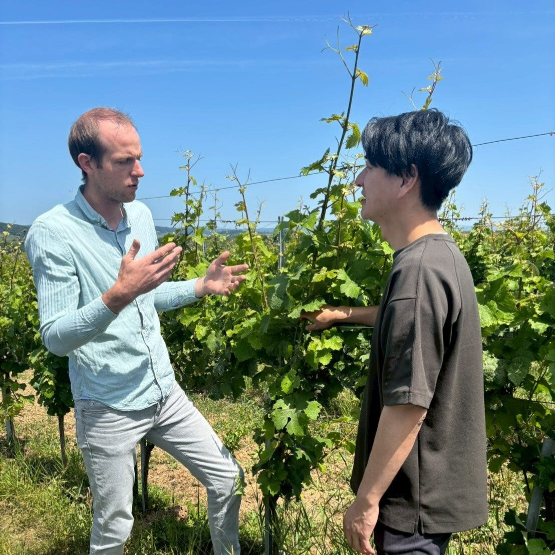 ドイツ スパークリング　白　ワイン　微発泡ワイン　ナーエ　フォルスター　ヴィノスやまざき