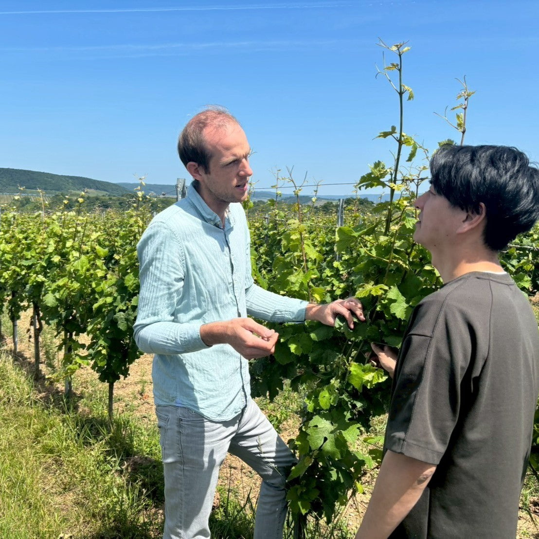 ドイツ スパークリング　白　ワイン　微発泡ワイン　ナーエ　フォルスター　ヴィノスやまざき