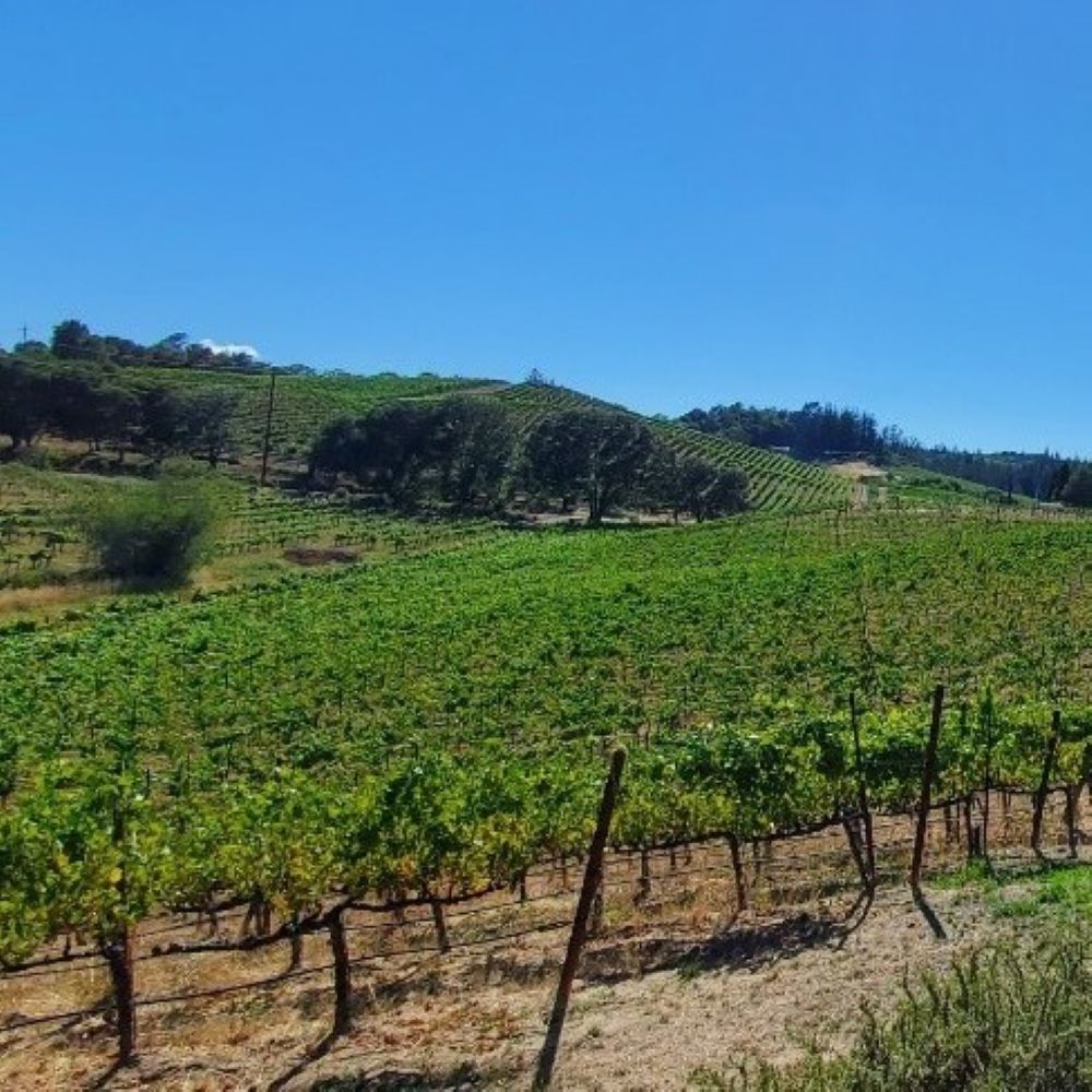 ジョセフ・スワン シャルドネ トレントン・エステート 2017