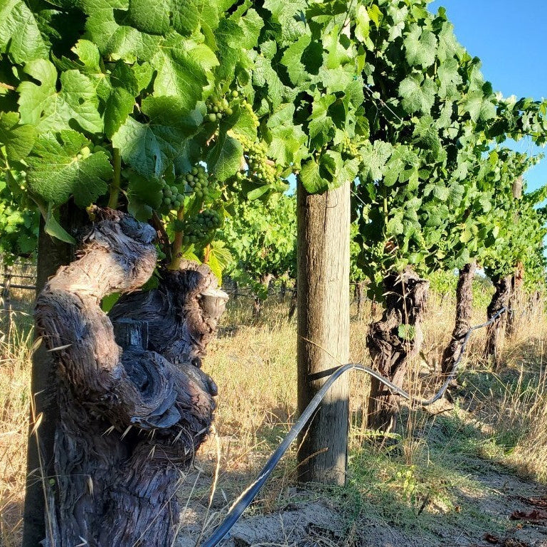 ジョセフ・スワン シャルドネ サラリーズ・ヴィンヤード 2023