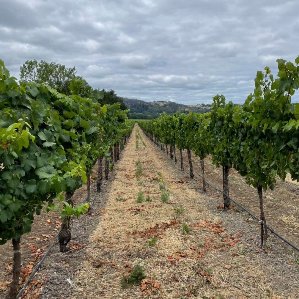 【WEB限定商品】アレクサンダー・ヴァレー ヴィンヤーズ  メルロ