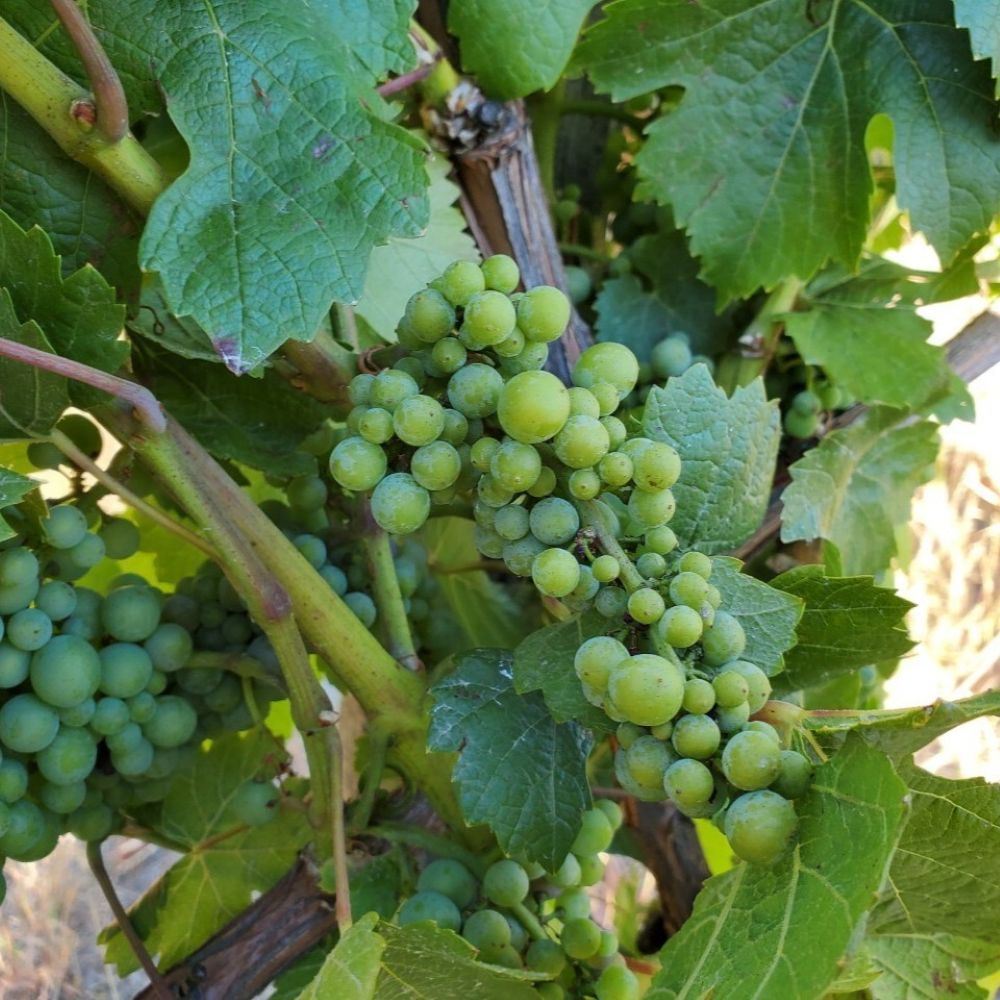 ジョセフ・スワン シャルドネ トレントン・エステート 2017