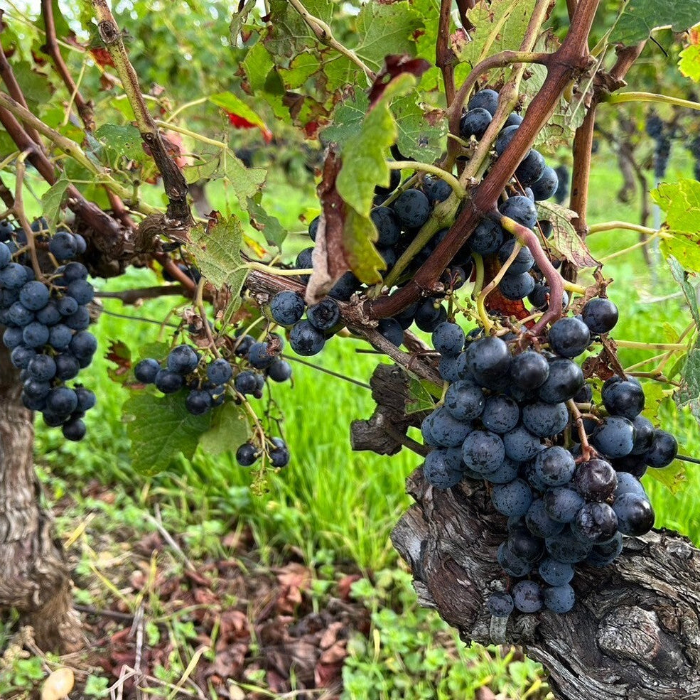 メドックの農協がつくる親しみやすいボルドーワイン