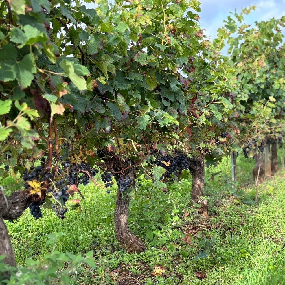 メドックの農協がつくる親しみやすいボルドーワイン