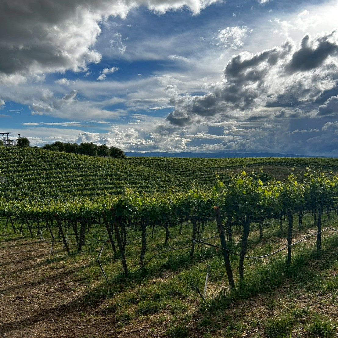 マッチブック　カリフォルニア　ワイン　セントラル・バレー