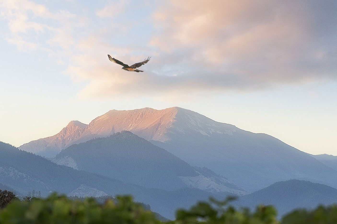 自然と共生するナチュラルワインの匠 「テ・マニア」