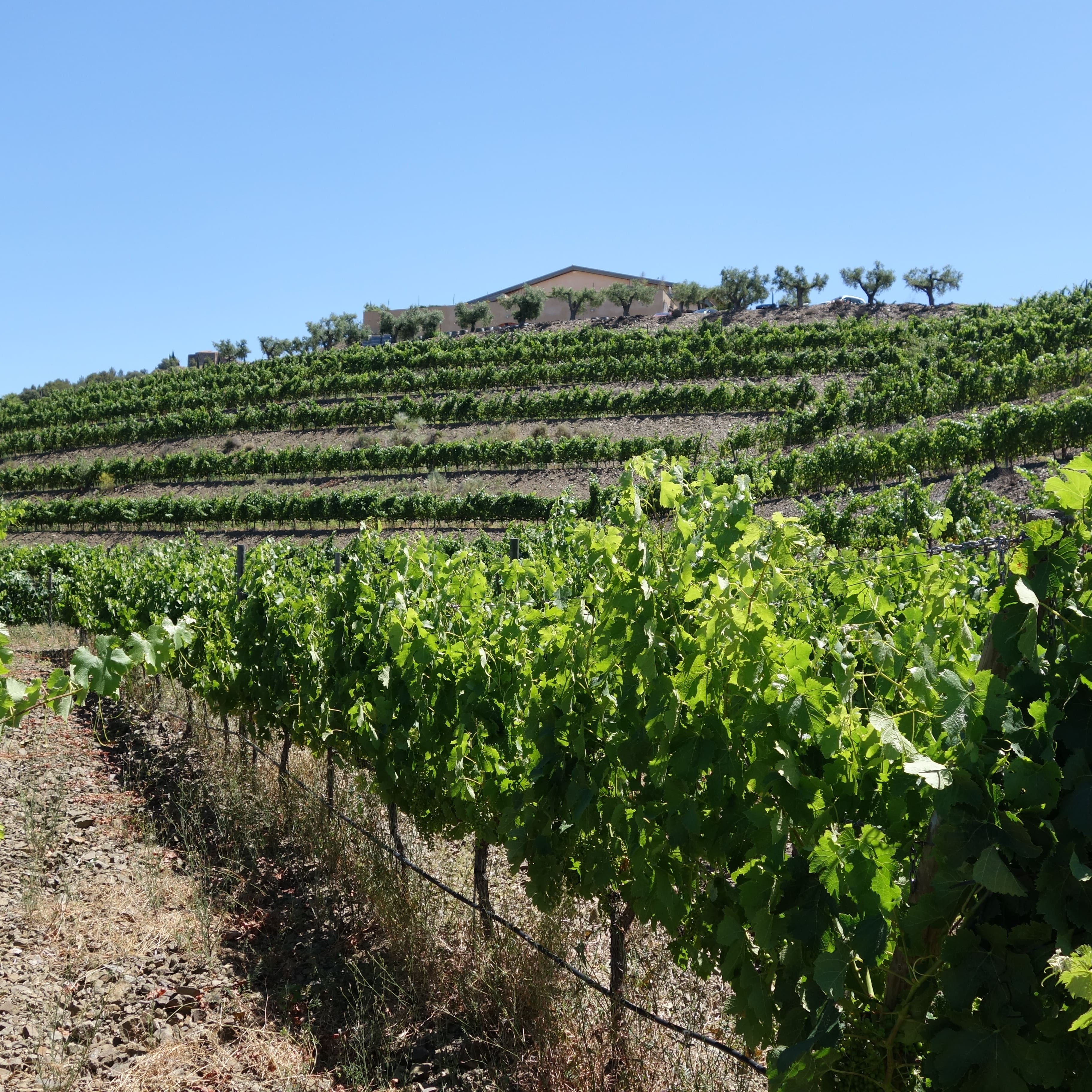 スペイン ブイル＆ジーネ