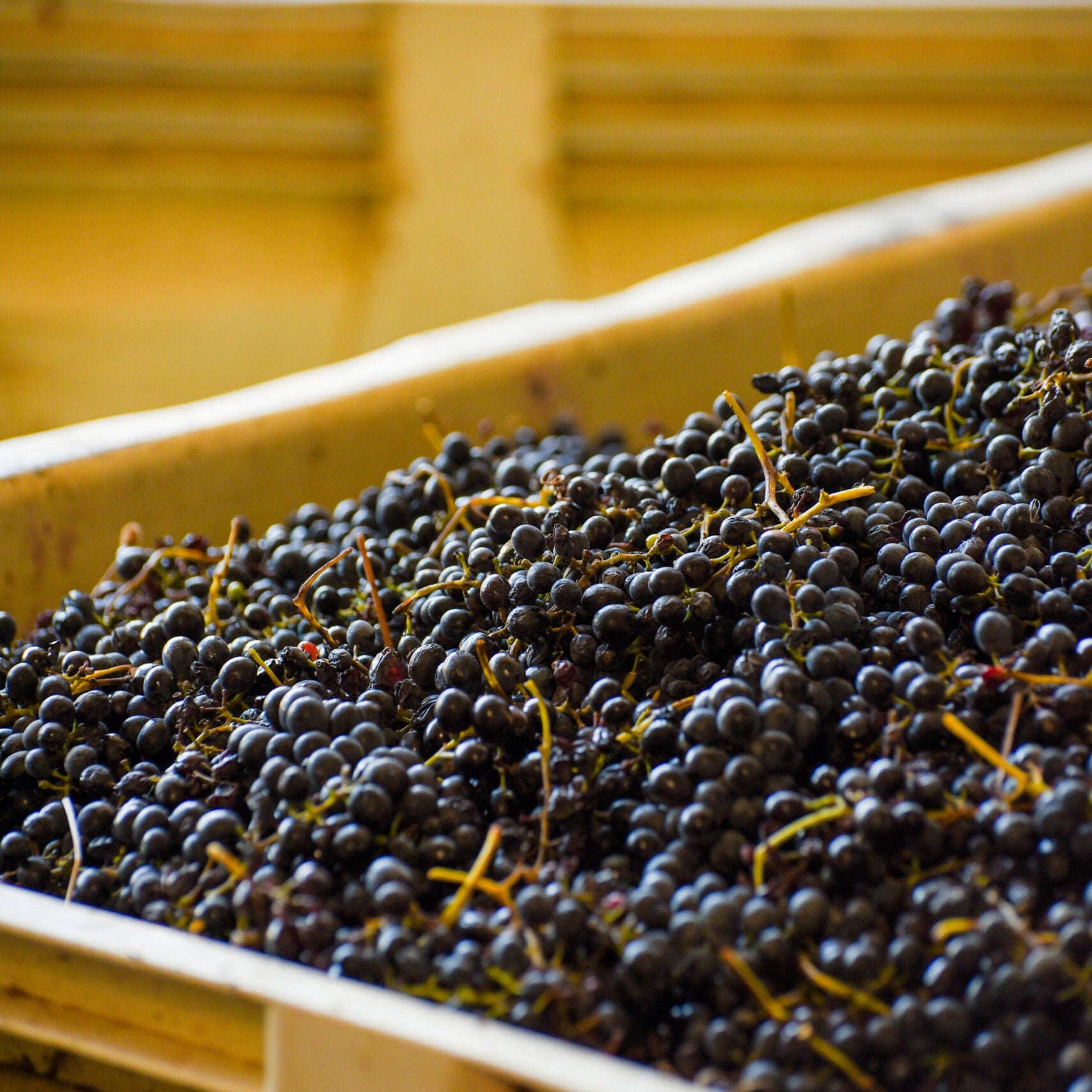 クロ・マルヴェルヌ デヴォネ シラーズ