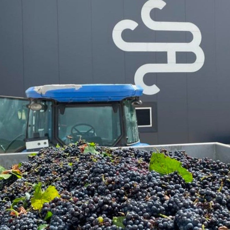 ブリサス タナ メルロ