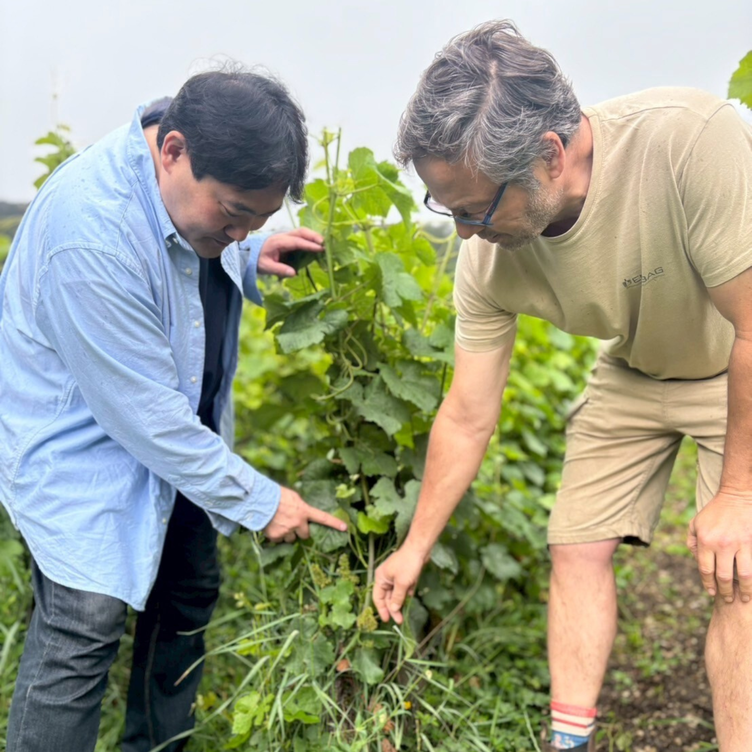 ブルゴーニュ ワイン　フランソワ　ブッフェ