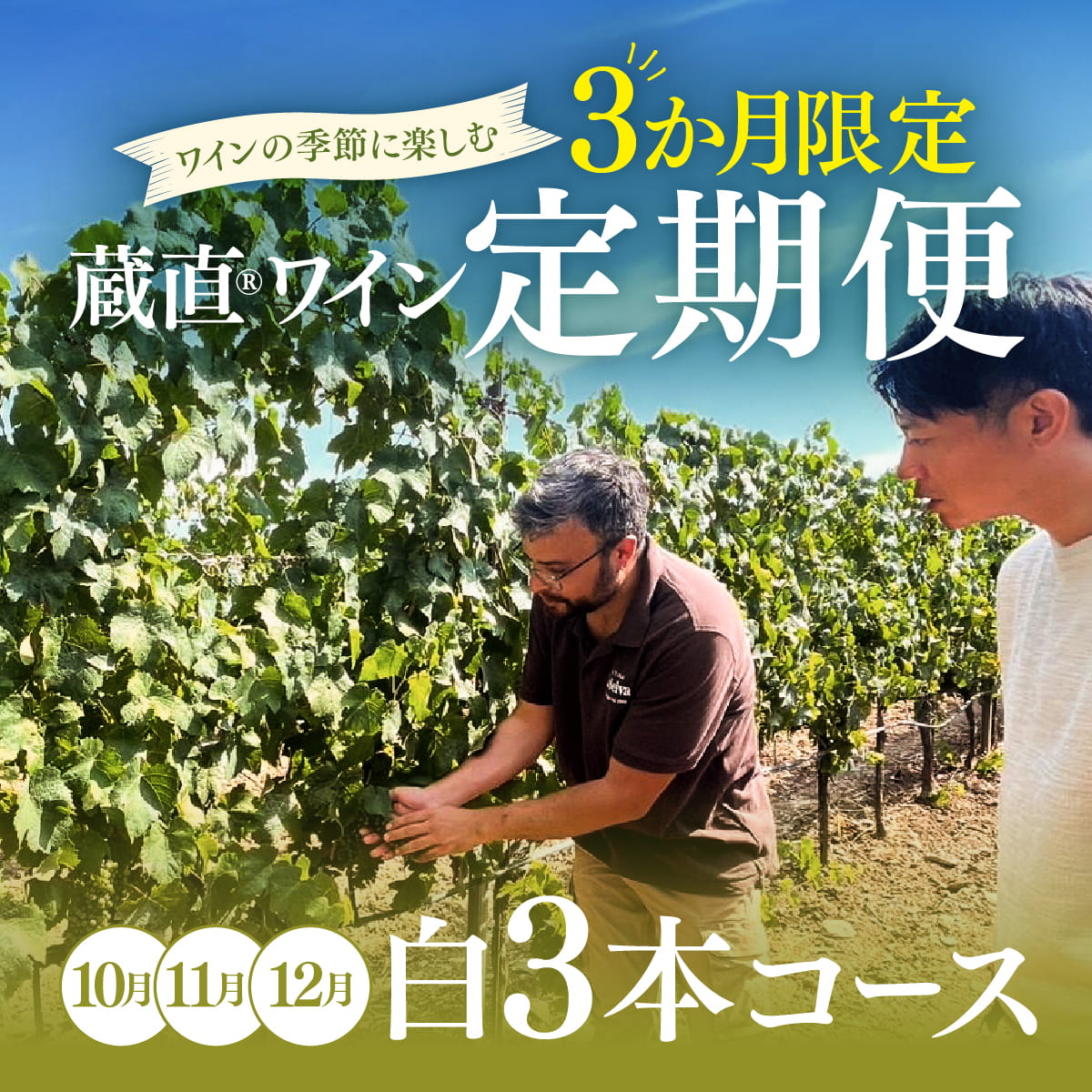 【WEB限定・3か月定期便】白3本コース_通常便