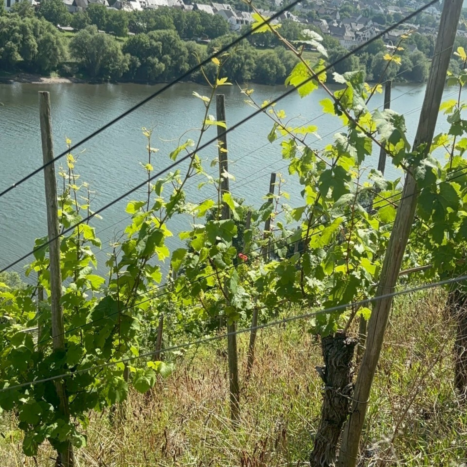 ドイツワイン　モーゼル　ウィリ・ハッグ　リースリング