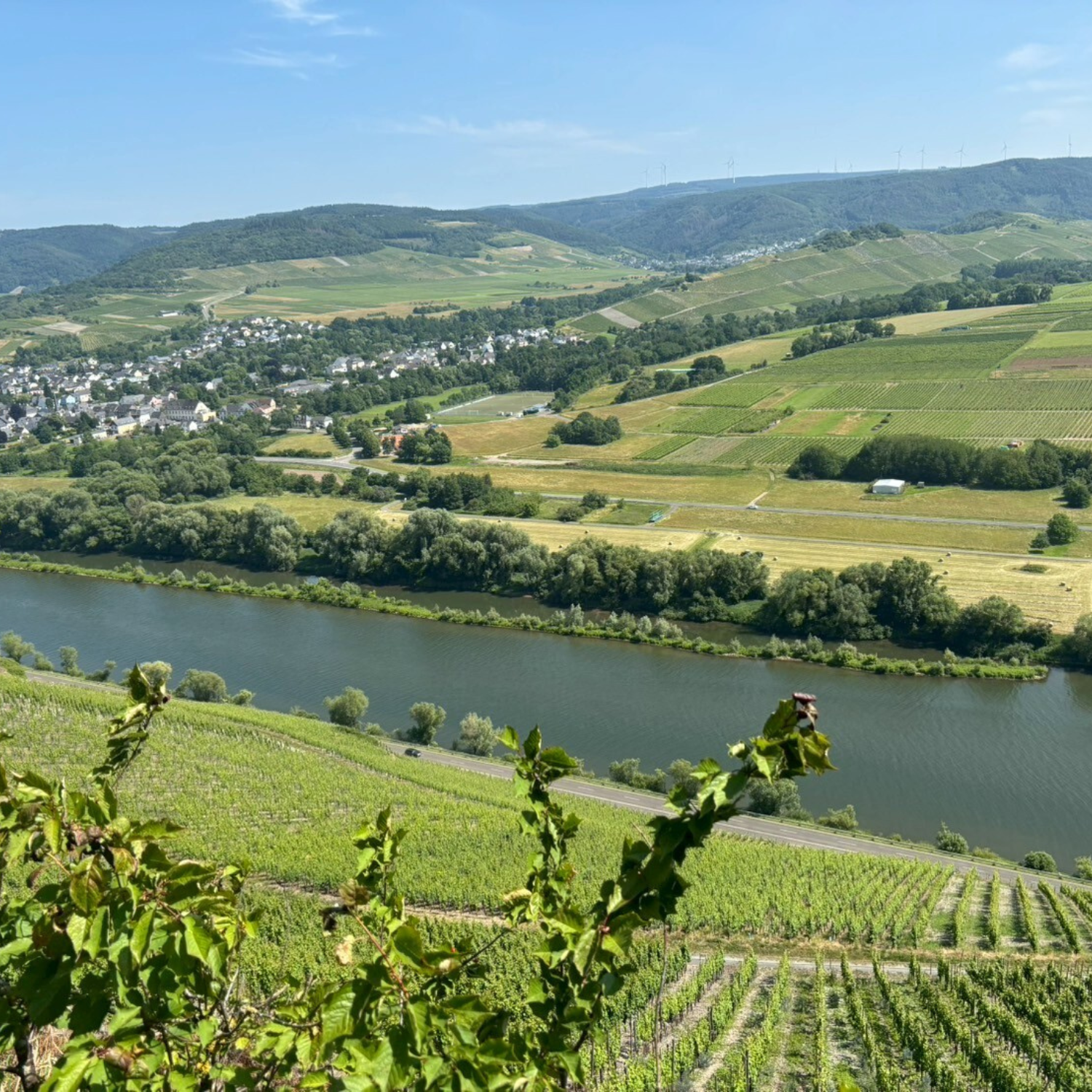 ドイツワイン　モーゼル　ウィリ・ハッグ　リースリング　急勾配な畑