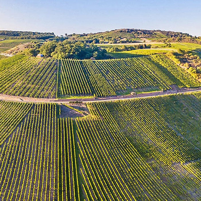ヴァイスブルグンダー トロッケン