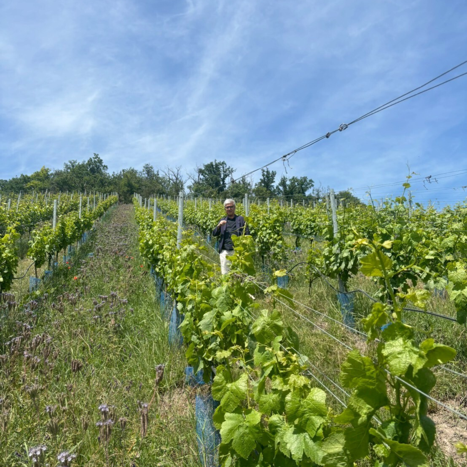 マイアー ドイツワイン ヴィノスやまざき 急勾配 ぶどう畑 自然な造り