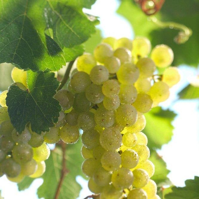 mobile_Riesling_f72e7c05-492f-46fc-a471-6120bf985df4-1-1-square.jpeg