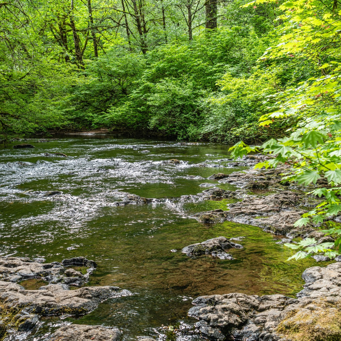 キーワード：チーズ