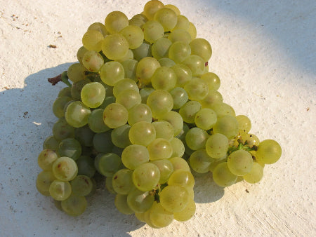 シュナン・ブラン