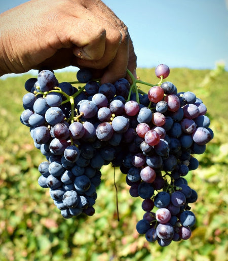 ネロ・ダヴォラ